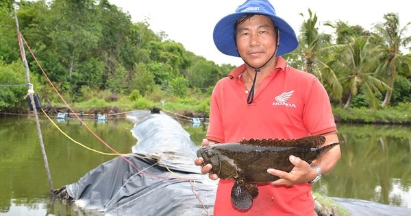 Vô một khu rừng ở Kiên Giang, bất ngờ thấy nông dân nuôi cá đặc sản to bự thế này, bán giá nhà giàu - Ảnh 1.